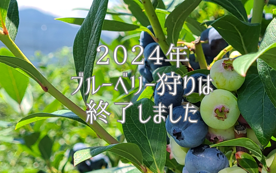 2024年ブルーベリー狩りは終了しました