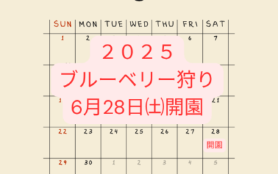 ”ブルーベリー狩り”6月28日㈯開園