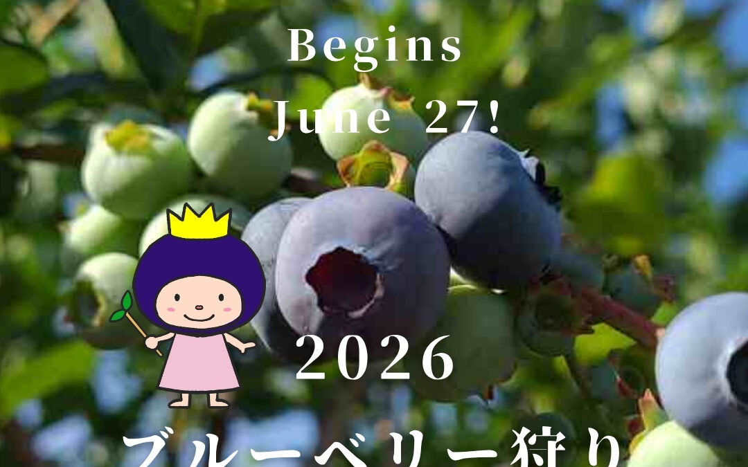 2026ブルーベリー狩り6月27日開園